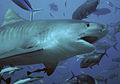 The tiger shark is second most unprovoked attacks[2]