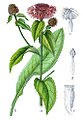 Centaurea phrygia (as syn. Centaurea pseudophrygia) vol. 14 - plate 23 in: Jacob Sturm: Deutschlands Flora in Abbildungen (1796)