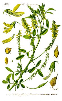 Illustration Melilotus officinalis1.jpg