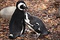 African Penguin