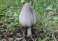 Coprinus atramentarius