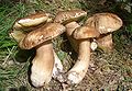 Boletus of Šumadija.