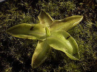 Grassette commune (Pinguicula vulgaris) dans la famille des Lentibulariaceae. (définition réelle 1 280 × 960*)