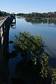 mangrove swamp and boardwalk in Bunbury