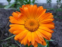 Calenduleae sp.