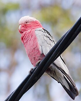 Женка ружичастог какадуа (Eolophus roseicapilla albiceps) у Тасманији (Аустралија)