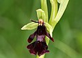 Ophrys insectifera