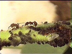 Myrmica rubra « à la traite » de pucerons.