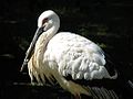 Oriental STork