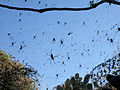 * Nomination spider, spider island, lake Ziway, Ethiopia --Jjgodox 12:58, 8 March 2015 (UTC) * Decline Please identify --Charlesjsharp 10:13, 9 March 2015 (UTC) That is a lot of spiders. Look like some species of Argiope. What are they? What is this "spider island"? --Ximonic 14:33, 9 March 2015 (UTC). identification and location done. Jjgodox 19:47, 10 March 2015 (UTC)