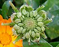 Calendula officinalis, symjenstwo.