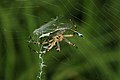 * Nomination Argiope bruennichi is catching a dragonfly (anisoptera sp.). --ComputerHotline 17:08, 31 July 2010 (UTC) * Promotion Dramatic – the damselfly is Ischnura elegans. --Quartl 18:05, 31 July 2010 (UTC)