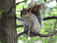 Ardilla arbórea (Sciurus aureogaster).