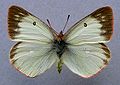 Colias palaeno, ♀