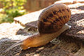 Cornu aspersa, vavaluci di jardinu, Hampshire, Regnu Unitu