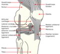 Knee diagram