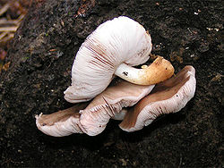 Elninė skydabudė (Pluteus cervinus)