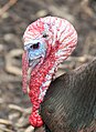 Wild Turkey