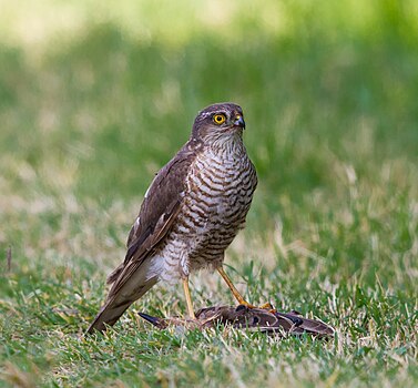 Обични кобац (лат. Accipiter nisus) са ловином