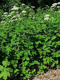 Paprastoji garšva (Aegopodium podagraria)