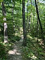 le sentier de vélo de montagne la Chanterelle