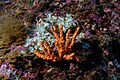 Dendrophyllia cribrosa