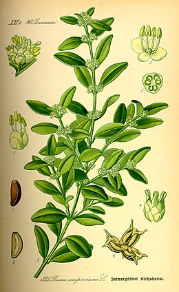 Paprastasis buksmedis (Buxus sempervirens)