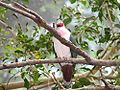 Jambu Fruit Dove