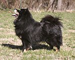 Finsk lapphund