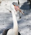 Wattled Crane