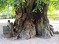 Deutsch: Die Wesenberger Linde vor der Evangelische Kirche St. Marien ist etwa 600 Jahre alt. English: 600 years old linden in front of the protestant church in Wesenberg, Germany.