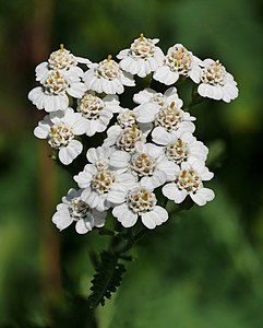 Achillea millefolium (Yarrow)