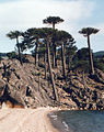 Araucaria araucana