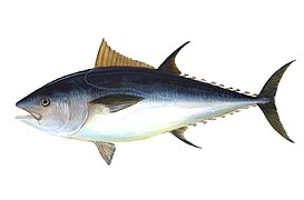 Atlantic Bluefin Tuna