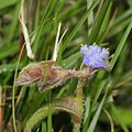 Cyanotis foecunda