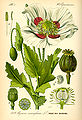 Papaver somniferum