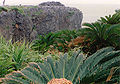 Cliff, believed to be Kayauchi Banta