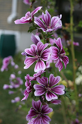 Malva sylvestris