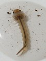 Larva da subfamília Culicinae com sifão respiratório.