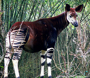 Okapi (Okapia johnstoni) EN - endangered (trüüwet)