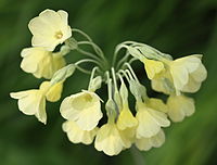 Primula sikkimensis