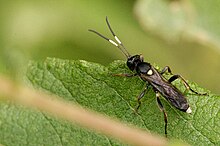 Vulgichneumon.bimaculatus.-.lindsey.jpg