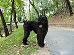 Bouvier des flandres (kupering av svans och öron är förbjudet i Sverige).