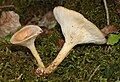 Clitocybe gibba