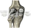 Left Rodilla vista desde atrás, mostrando los ligamentos internos.