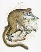 Eastern Lesser Bamboo Lemur