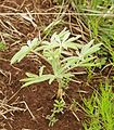 Lupinus princei