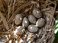 Курочка водяна (Gallinula chloropus), кладка невелика