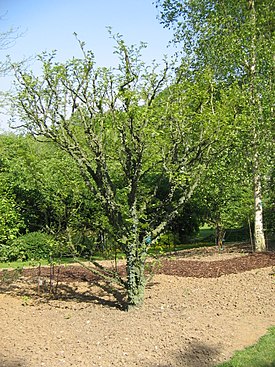 Zanthoxylum americanum