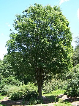 Japanse zelkova